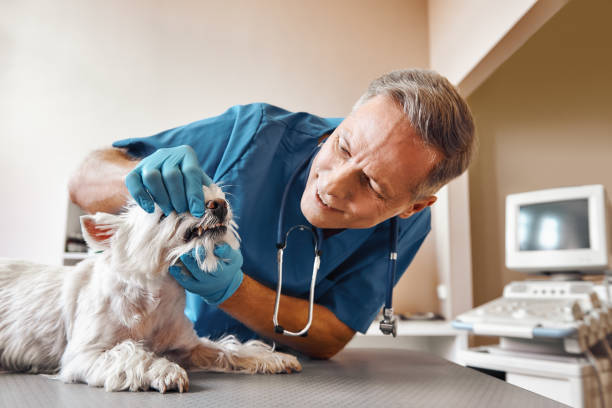 Best Emergency Dental Care for Abscessed Tooth in North Braddock, PA